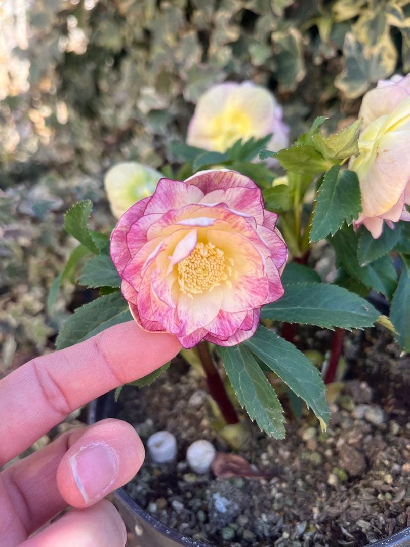 クリスマスローズ　広瀬園芸