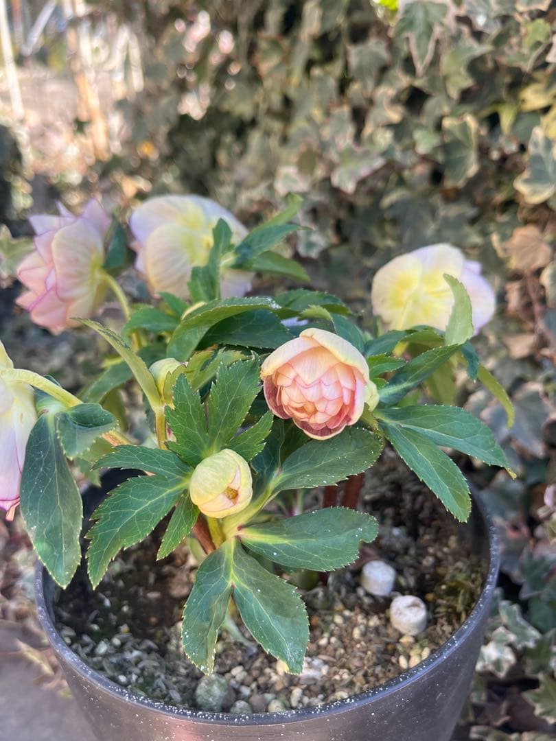 クリスマスローズ　広瀬園芸