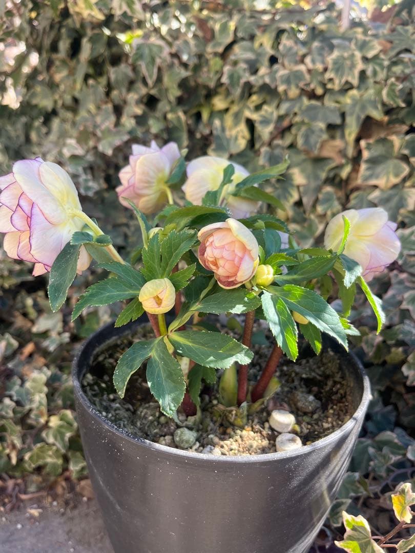 クリスマスローズ　広瀬園芸