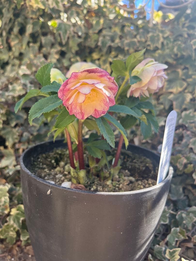 クリスマスローズ　広瀬園芸