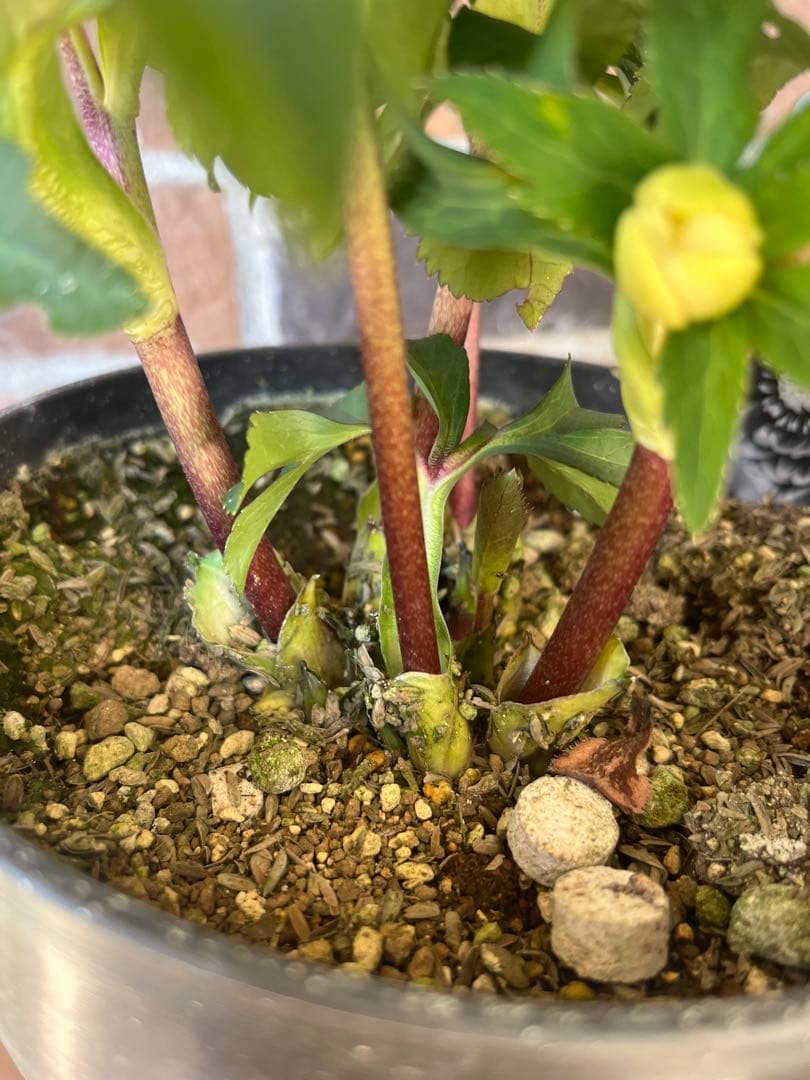 クリスマスローズ　広瀬園芸