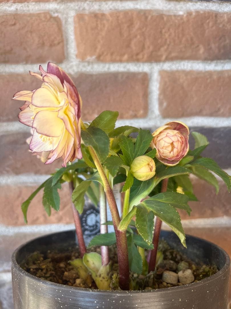 クリスマスローズ　広瀬園芸