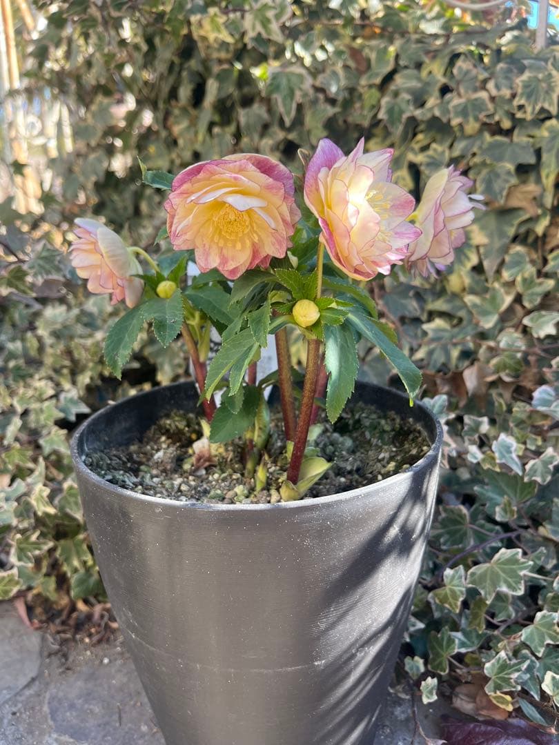 クリスマスローズ　広瀬園芸