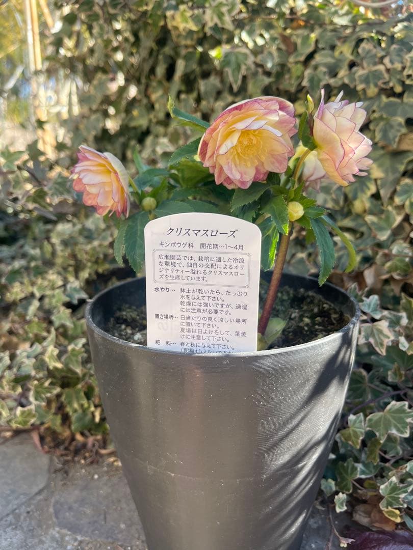 クリスマスローズ　広瀬園芸
