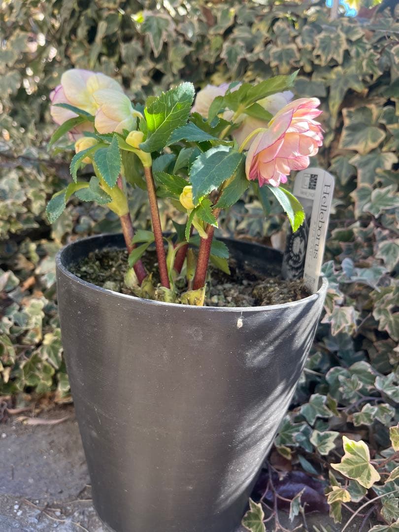 クリスマスローズ　広瀬園芸