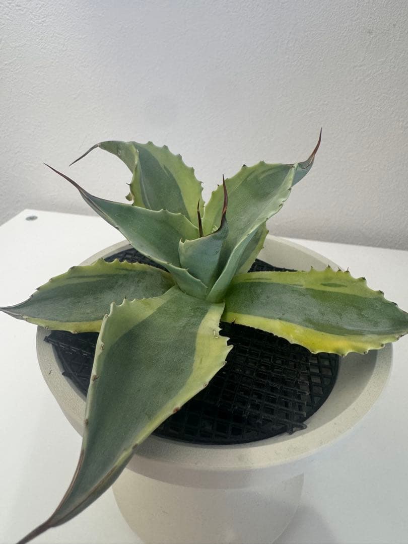 アガベ オバティフォリア　オルカ