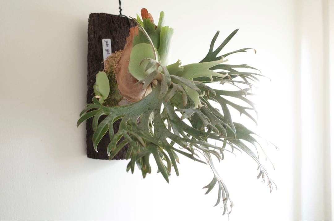 ビカクシダ　ウィリンキージェイドガール　子株