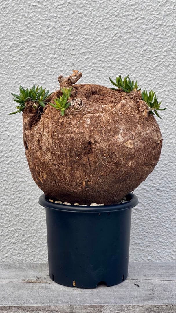 パキポディウム ビスピノーサム　巨大　低身まんまる　発根済み