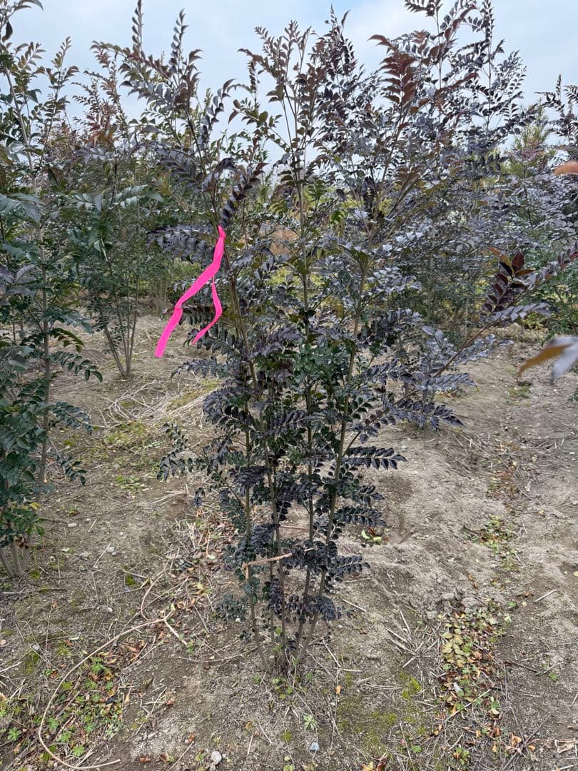 シマトネリコ　本株　②