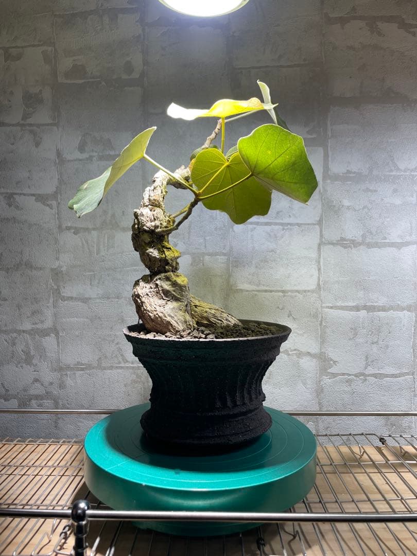 フィルミアナ　パレンス　超古株　発根済み