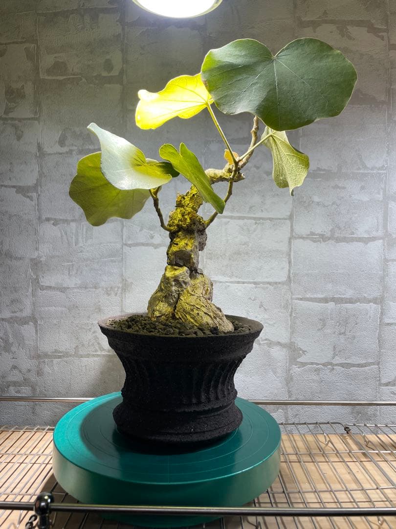 フィルミアナ　パレンス　超古株　発根済み