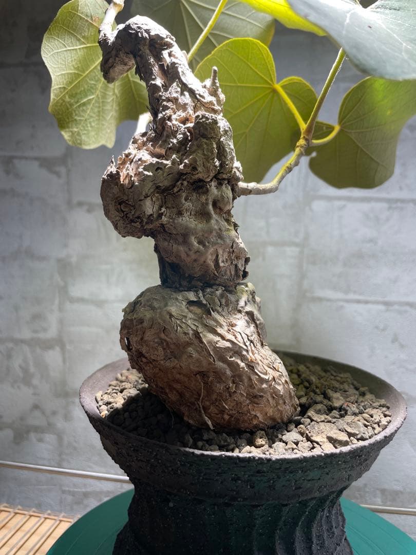 フィルミアナ　パレンス　超古株　発根済み