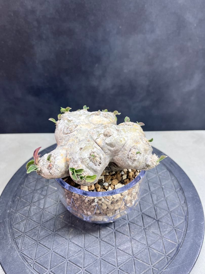 パキポディウム ブレビカウレB4 恵比寿笑