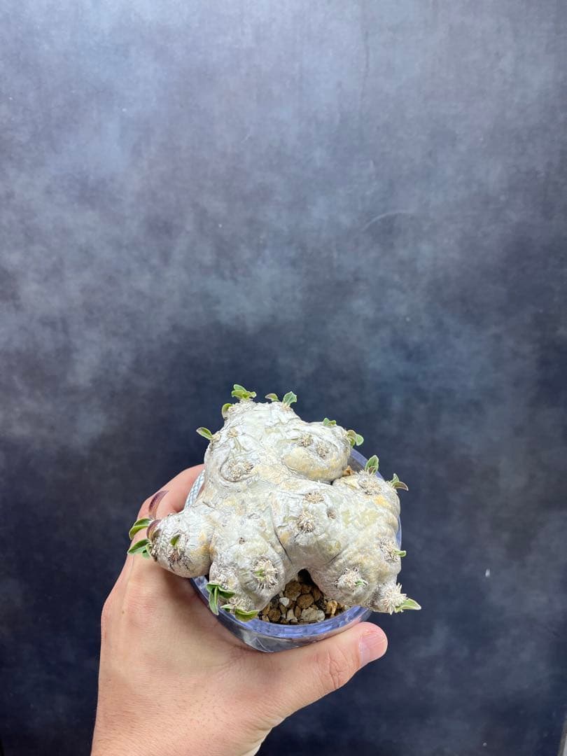 パキポディウム ブレビカウレB4 恵比寿笑