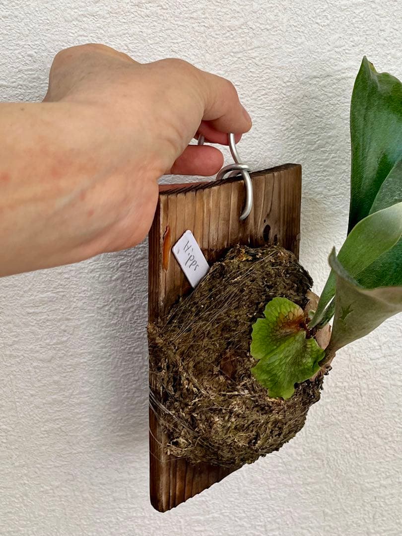 ビカクシダ　中型　その1