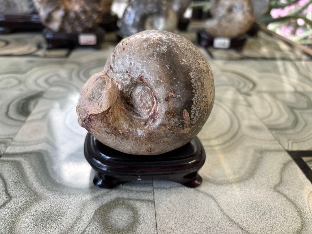 台付アンモナイト　ヴァスコセラス　化石　鉱石　希少　インテリア