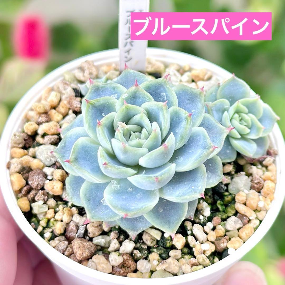 【錦玉園@12800】ブルースパイン(1苗)