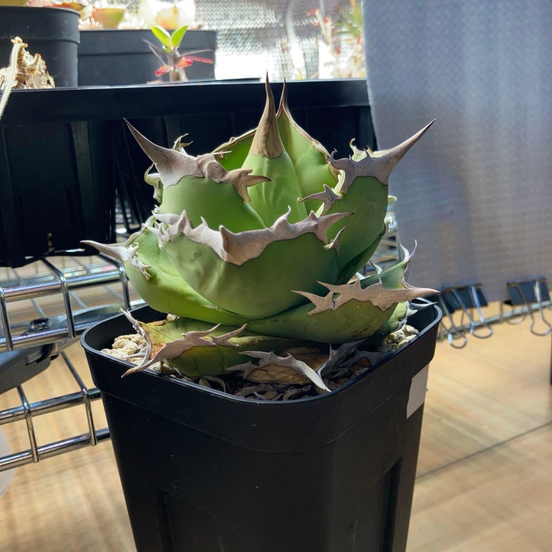 白犀牛　アガベ　中株①