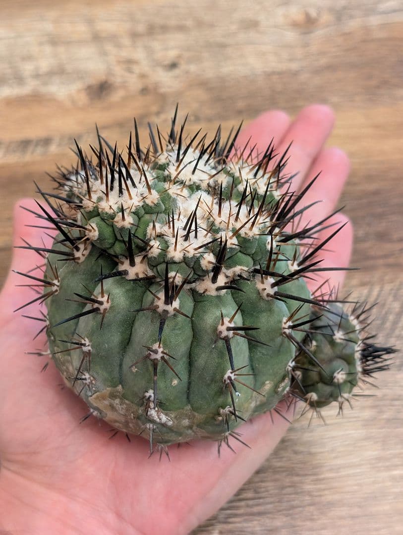 H*T様 【開花球】コピアポア　シネレア　黒王丸　未発根