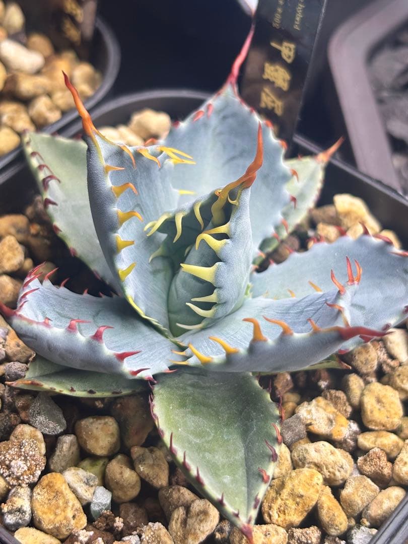 ス*魚様 アガベ 甲蟹屈原 子株 発根済 特白 青葉 強刺 ハイブリッド ②