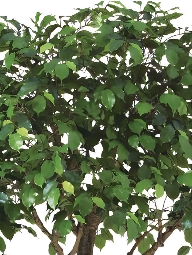 光触媒　人工観葉植物　フェイクグリーン　フィカスベンジャミナコアッド