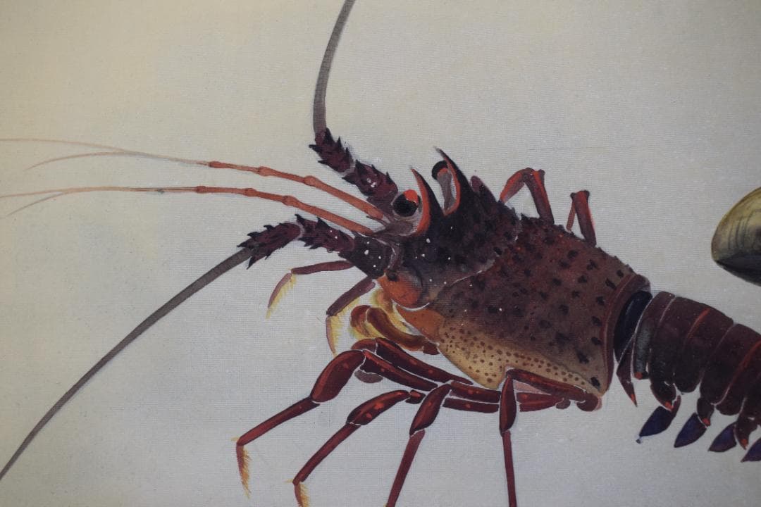 【真作】山本紅雲/海老之図/横物/伊勢エビ図/掛軸☆宝船☆Y-939　JM