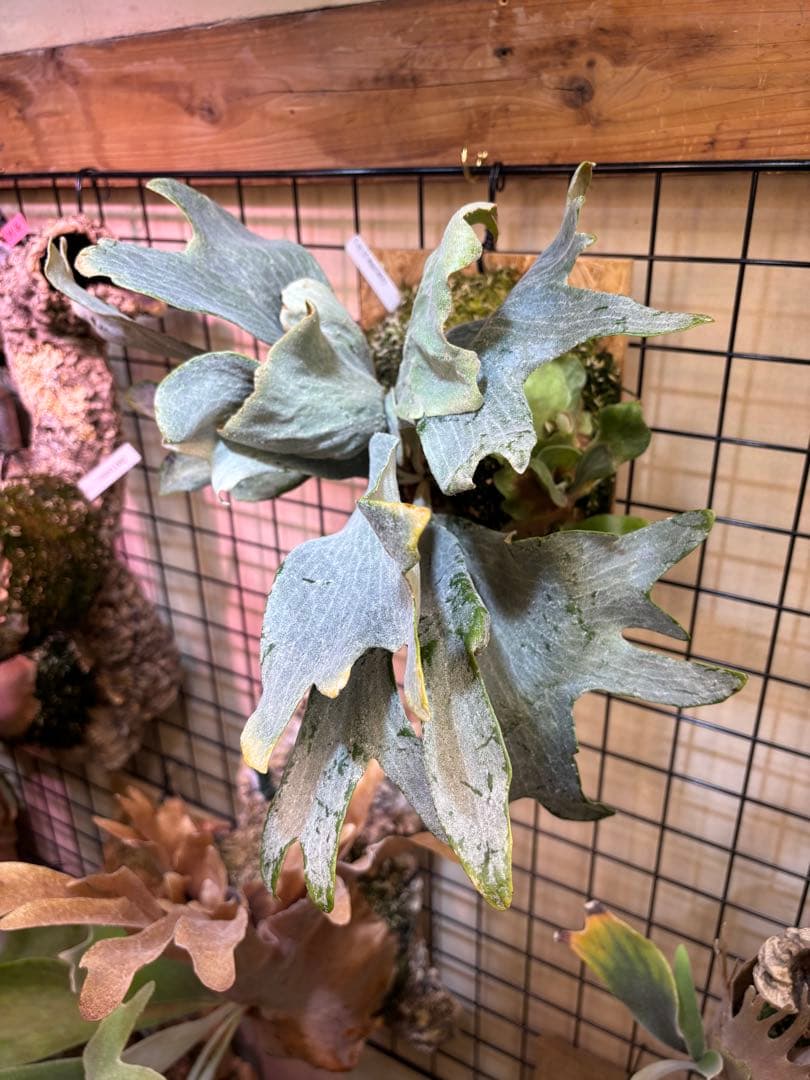 p.sp (majusmix)マジュスポ