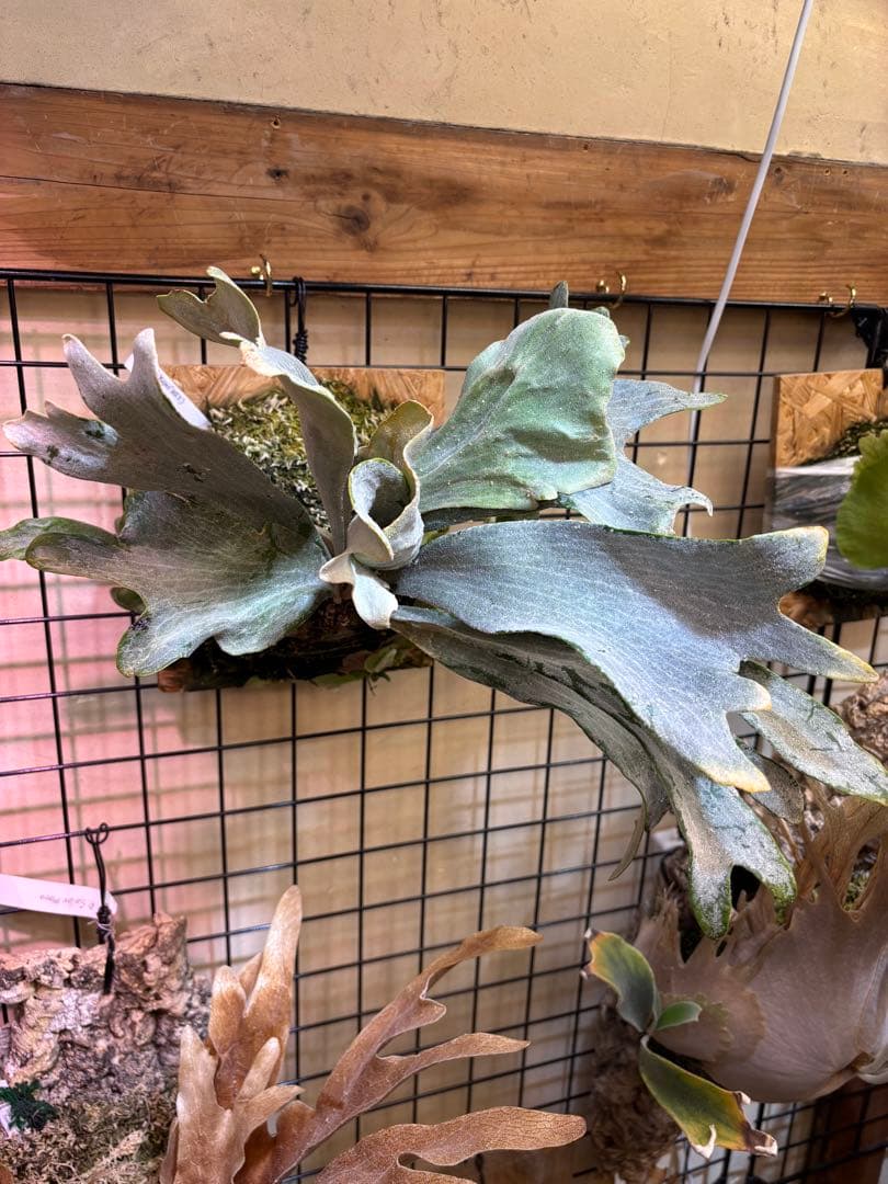 p.sp (majusmix)マジュスポ