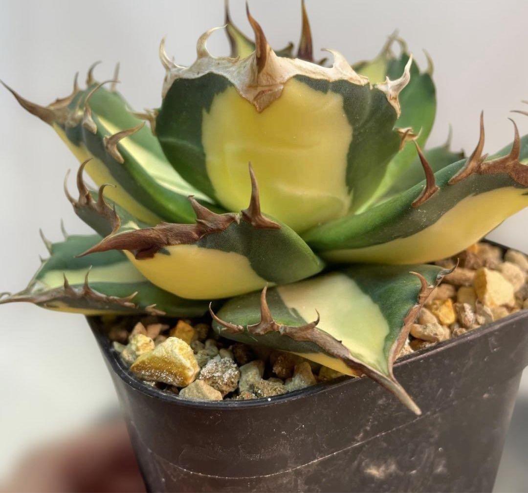 アガベ チタノタ　‘Saber tooth tiger’ 中斑　良サイズ