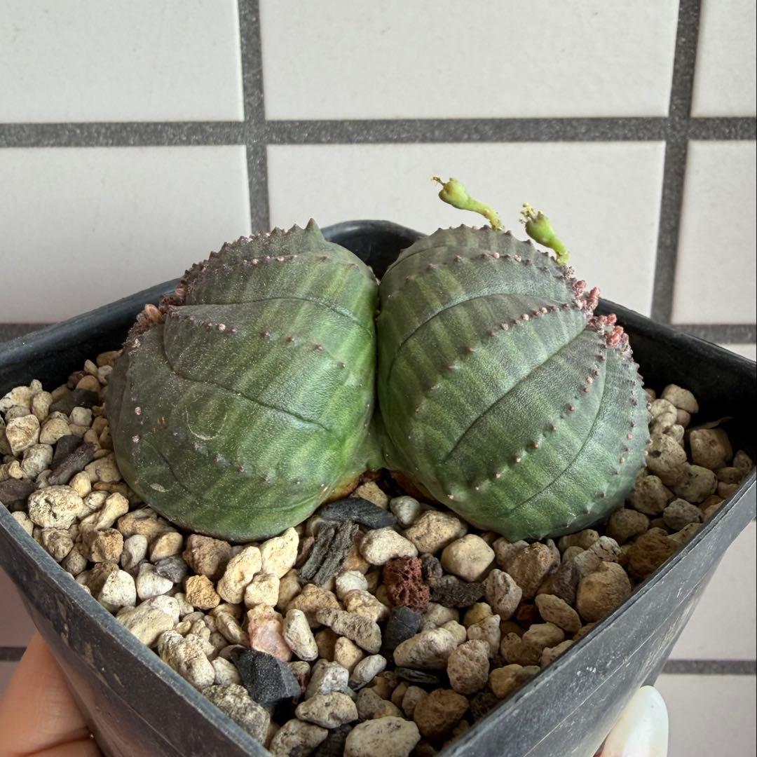 ユーフォルビア オベサ 実生モンスト 分頭