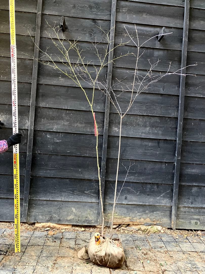 山採り　ヤマモミジ　ミヤマガマズミ　混合株