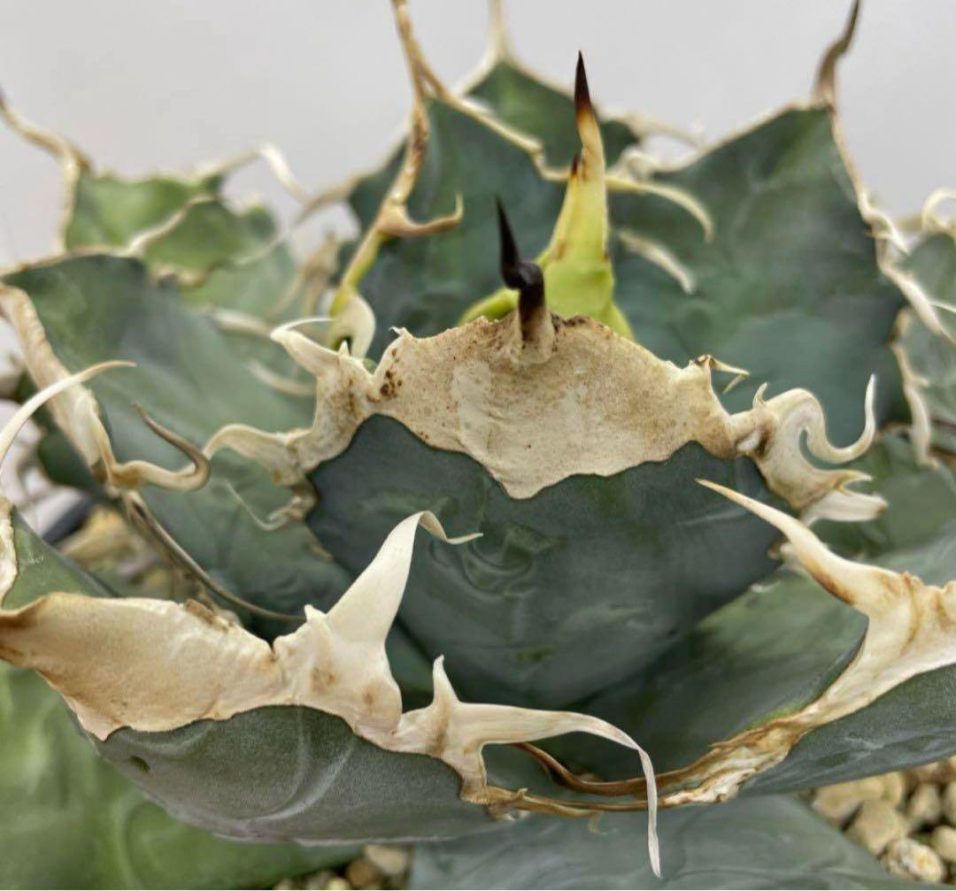 アガベ オテロイ　US由来　チタノタ　ブルー葉系 特選オテロイ