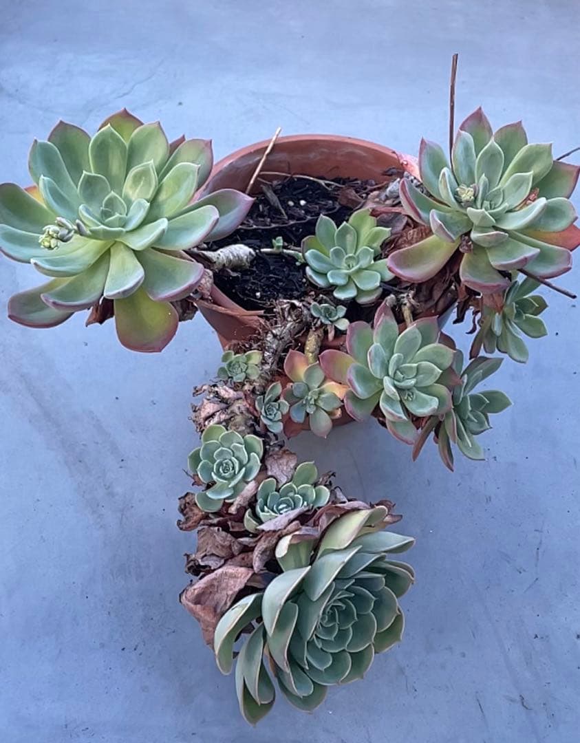 七福神　⑤  多肉植物