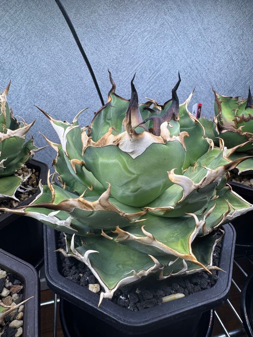 アガベ　ハデス　大株