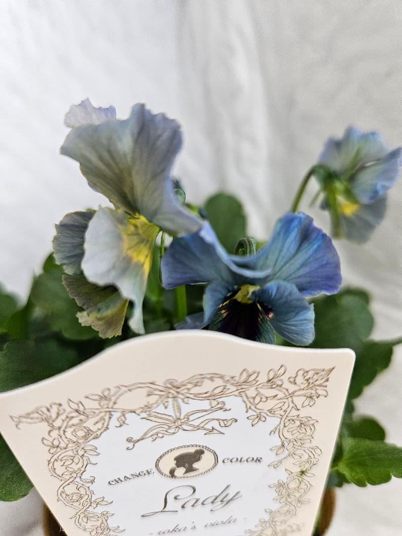 m*i様 ビオラ　レディ　C ブルー美株