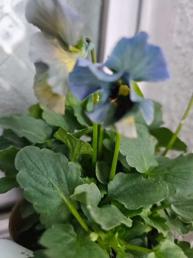 m*i様 ビオラ　レディ　C ブルー美株