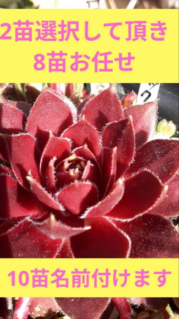 センペルビウム　名前付き 10苗