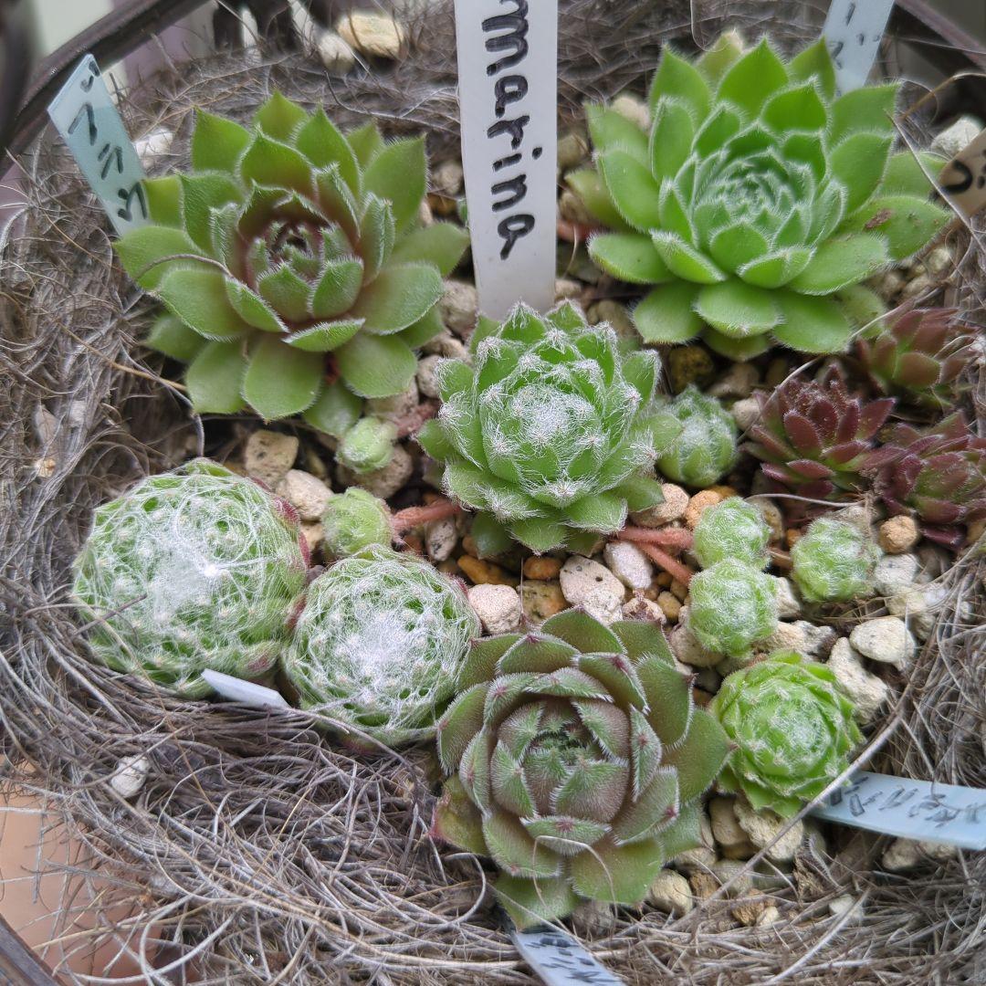 センペルビウム　名前付き 10苗