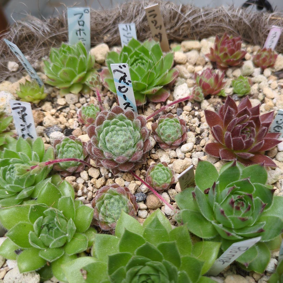 センペルビウム　名前付き 10苗