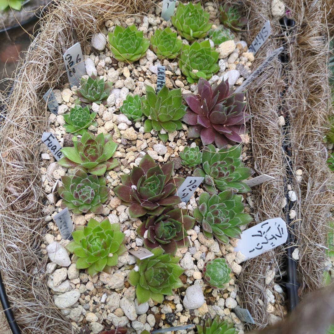 センペルビウム　名前付き 10苗