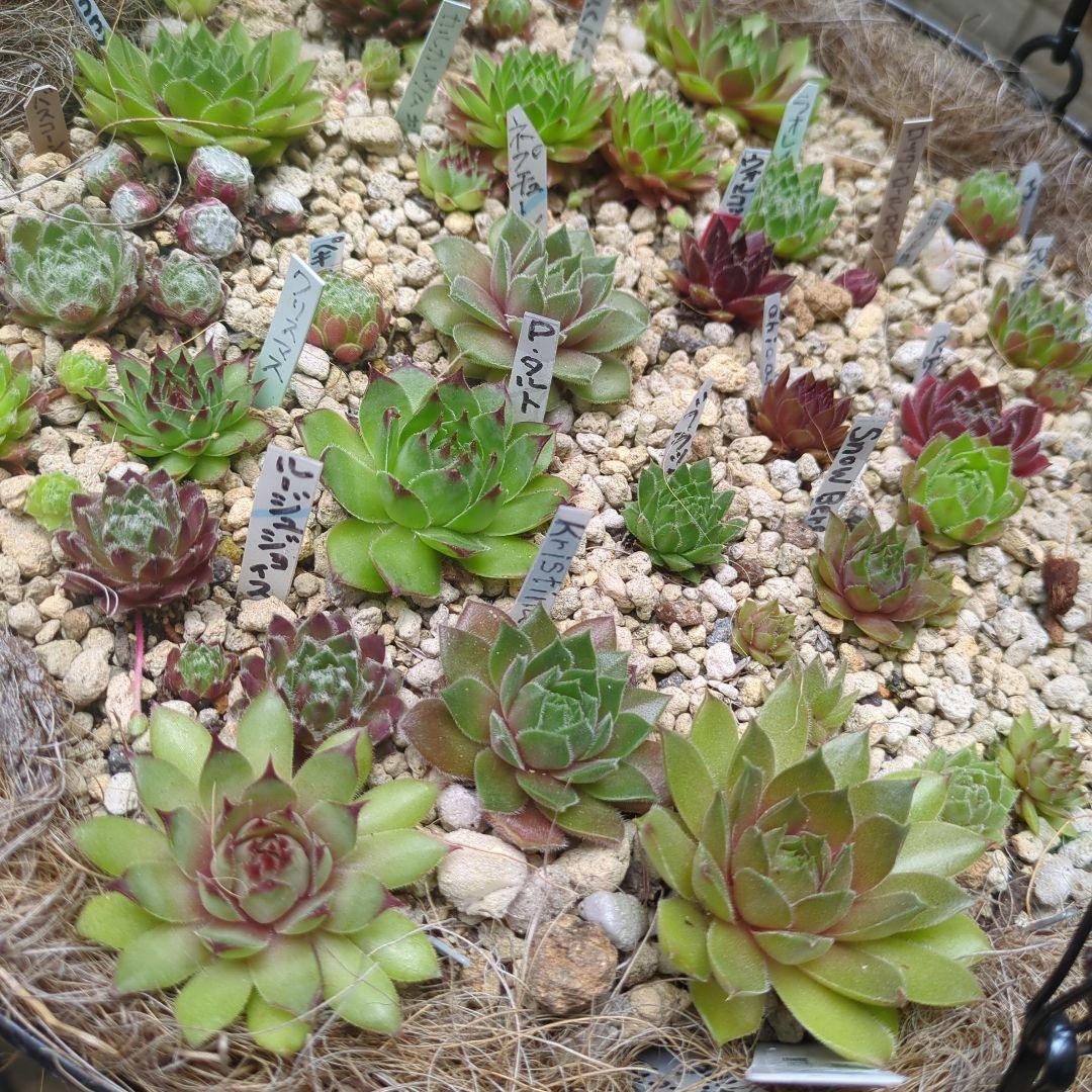 センペルビウム　名前付き 10苗