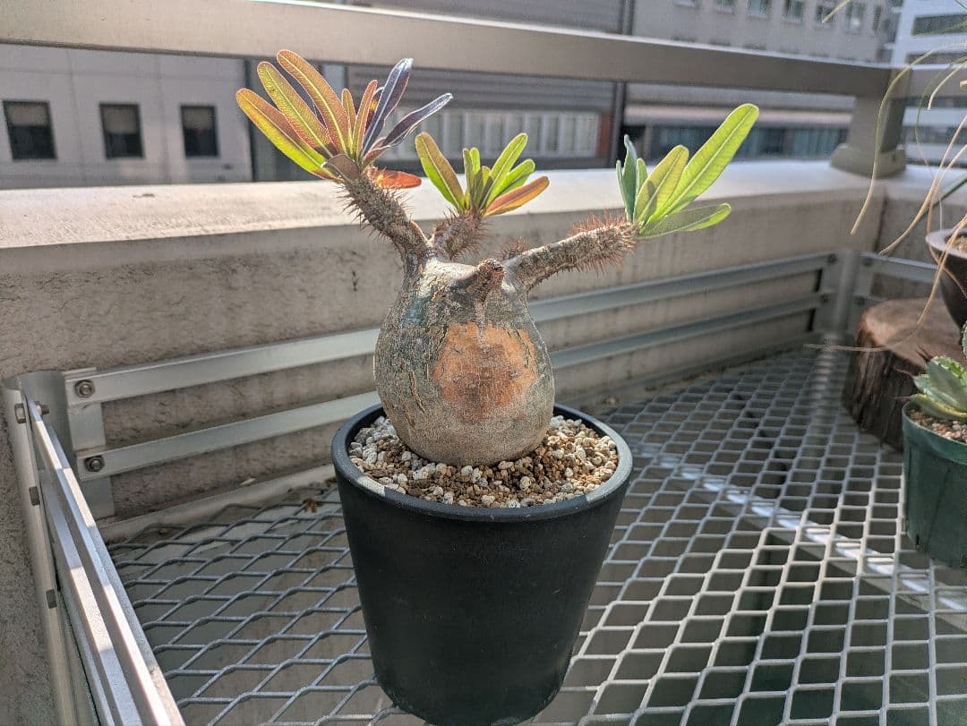 パキポディウム　グラキリス　現地球　発根済み