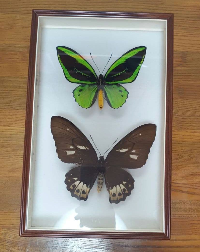 メガネトリバネアゲハ　大型標本