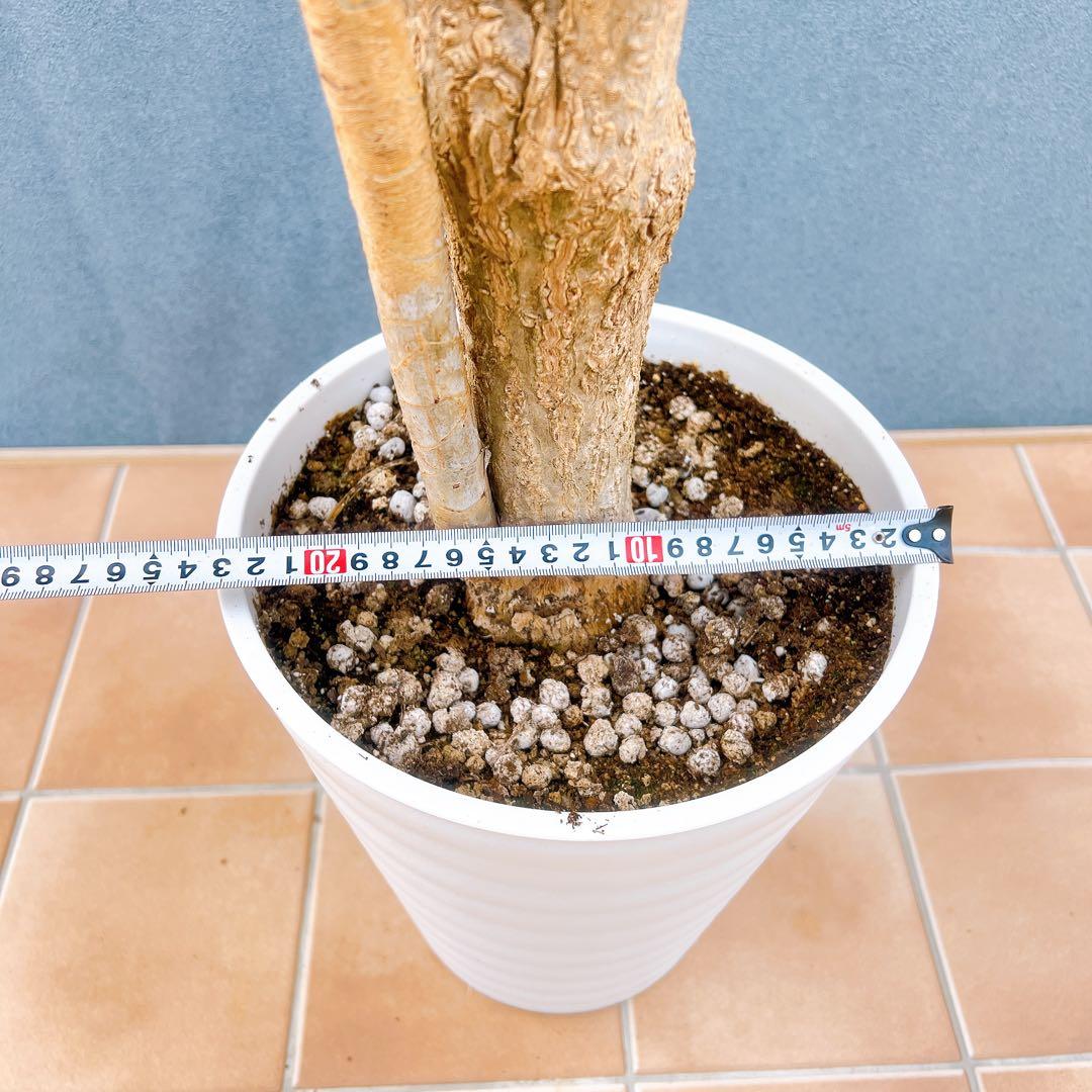 現品　ドラセナ　コンシンネ　ホワイボリー　5番　観葉植物　特大　インテリア　室内