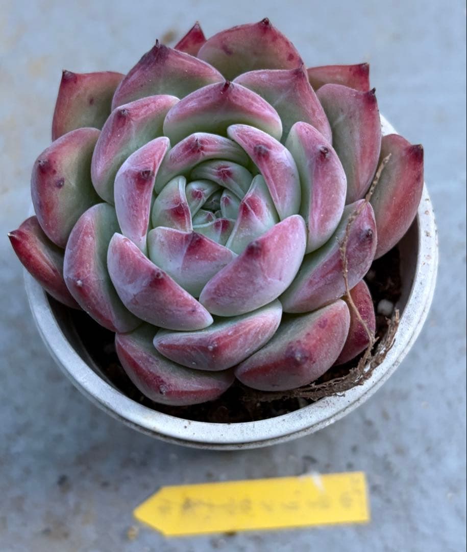 多肉植物 エケベリア 中里リンゼアナ実生 塾生株 ②