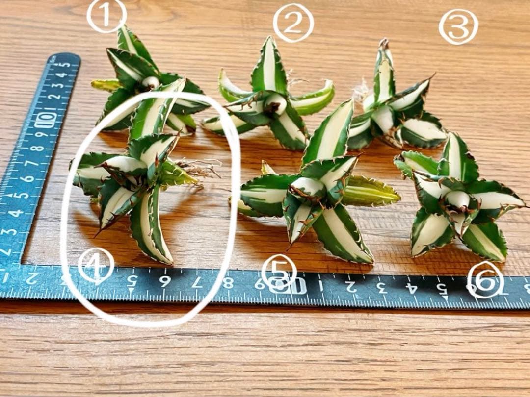 t*4様 【初売りオークション】93 選抜　強棘　アガベ　太陽神錦　白中斑　TC