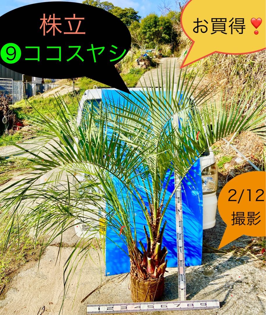 ❾ココスヤシ 株立ち