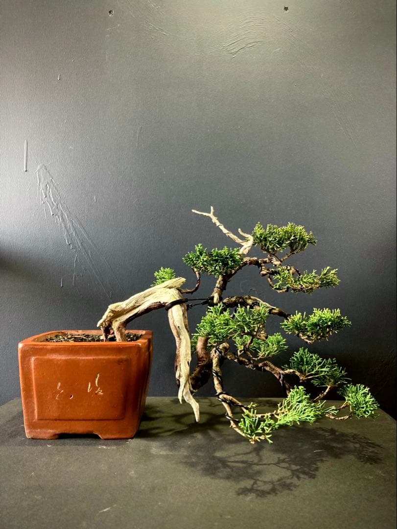 糸魚川真柏盆栽 ☆★山木、半懸崖★☆