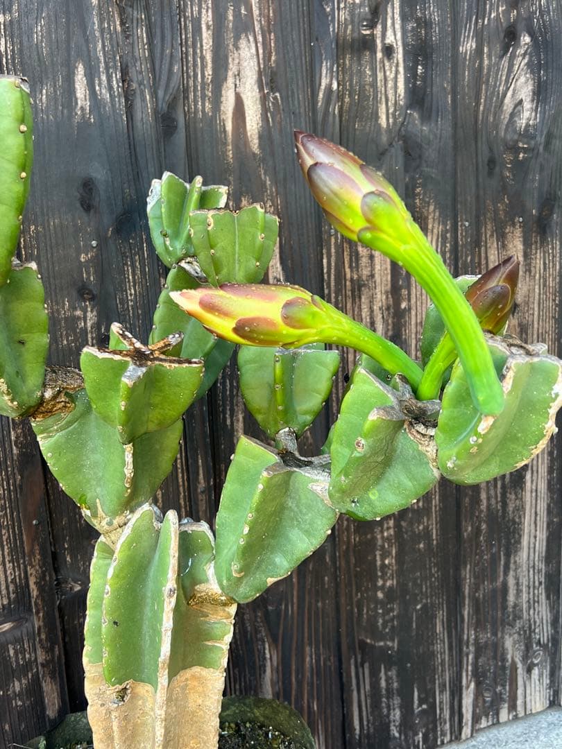 柱サボテン　ブランチ　ドライガーデン　ロックガーデン　ココスヤシ　ロストラータ