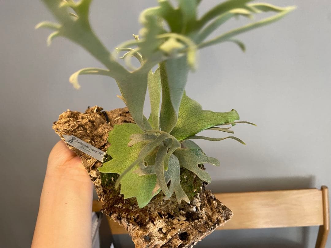 つ*ー様 ビカクシダ P.willinckii 'Jenny' TC
